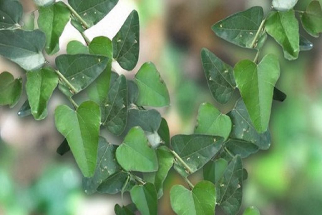 ‘पातालगरुड़ी’, एक जादुई पौधा जो शराब क्या हर नशा छुड़ा देगा!