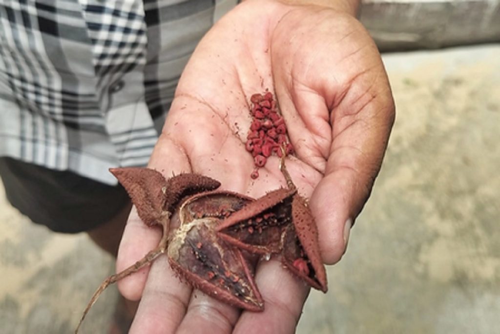 अजमेर में सिंदूर का पेड़ बना आकर्षण, रेगिस्तान में हिमाचली छटा!