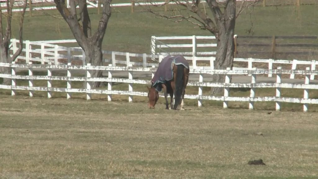 घोड़ी का कर रहा था यौन उत्पीड़न, 30 वर्षीय गिरफ्तार !