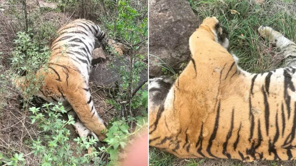 कर्नाटक के चामराजनगर में एक ही दिन में 5 बाघों की मौत !