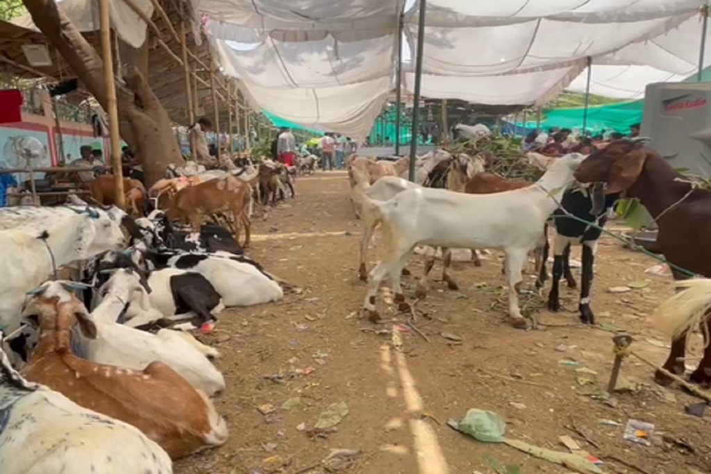 मध्य प्रदेश में बकरीद को लेकर एडवाइजरी जारी, ‘प्रतिबंधित क्षेत्रों में न दें कुर्बानी’!