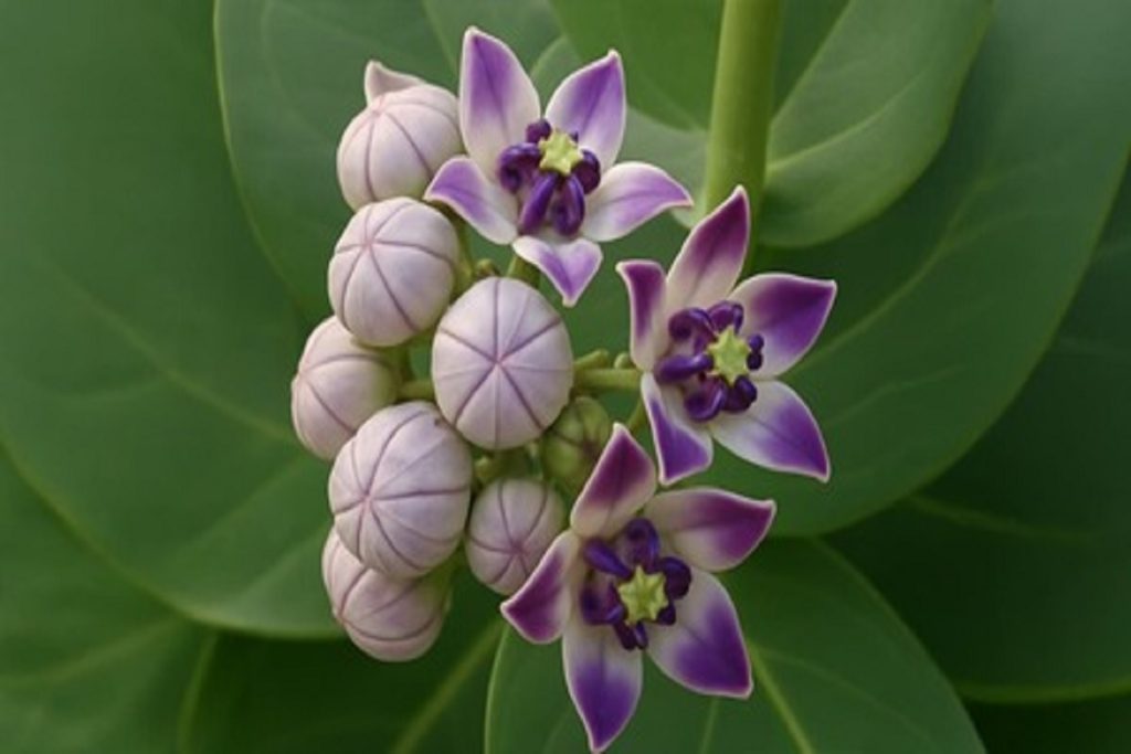 अर्कमूल: औषधि जो कई समस्याओं को करती है दूर, कैंसर से लड़ने में भी कारगर!