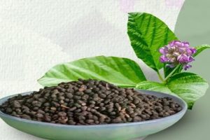 Be-it-skin-disease-or-dandruff-Bakuchi-full-of-medicinal-properties-is-effective