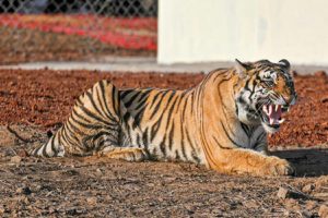 Biodiversity-progress-in-Uttar-Pradesh-Dolphins-are-the-most-tigers-increased-by-205