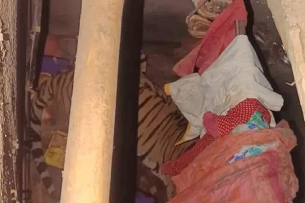 झारखंड: रांची के घर में घुसा बाघ, 12 घंटे से रेस्क्यू जारी! 