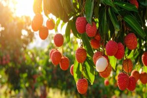 Muzaffarpur-Fluctuations-in-litchi-quality-improvement-is-our-priority-Center-Director