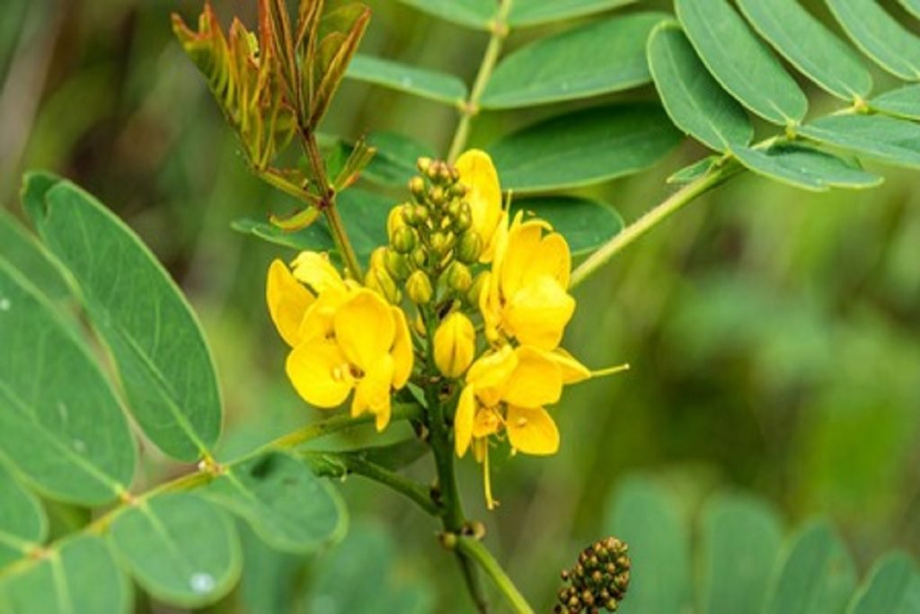 चक्रमर्द : सफेद दाग, दाद-खाज, और मधुमेह से राहत दिलाने वाला चमत्कारी पौधा!