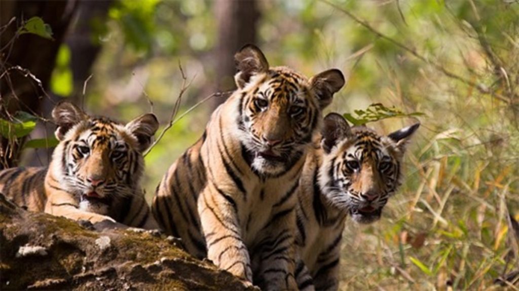 कर्नाटक: एक दिन में पांच बाघों की मौत के बाद तीन अधिकारीयों पर गिरी ग़ाज !