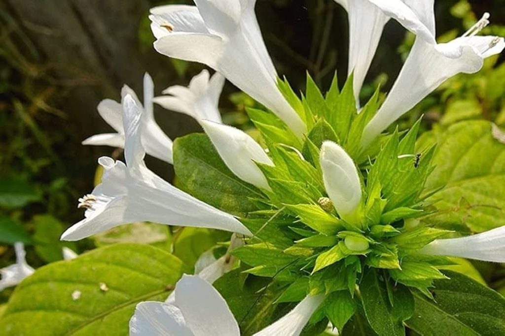 थकान, अनिद्रा और तनाव से राहत दिलाने वाला औषधीय पौधा: द्रोणपुष्पी