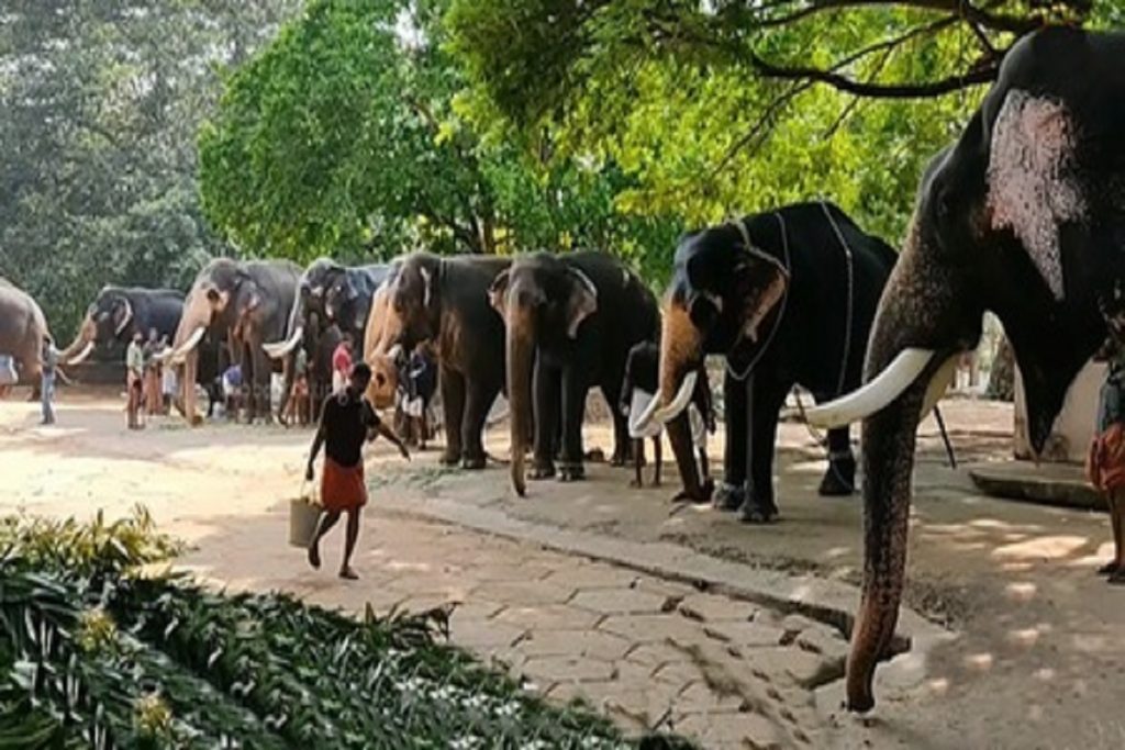 गुरुवायुर के हाथियों को मिल रही 31 दिवसीय चिकित्सा थेरेपी, होगा कायाकल्प!