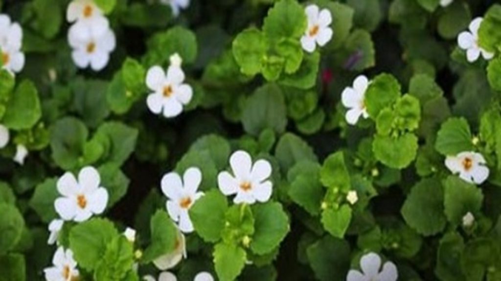 जल ब्राह्मी: तनाव से राहत और दिमागी ताकत बढ़ाने वाली आयुर्वेदिक चमत्कारी बूटी!