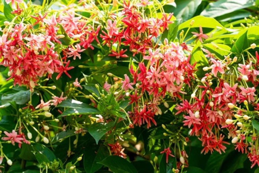 खूबसूरती ही नहीं, सेहत का भी है यह रामबाण इलाज: मधुमालती