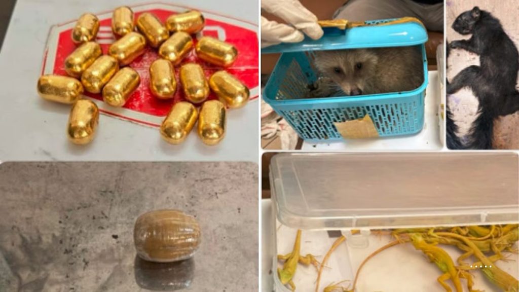 मुंबई एयरपोर्ट पर कस्टम्स की बड़ी कार्रवाई: हाइड्रोपोनिक गांजा, विदेशी वन्यजीव और सोना जब्त!