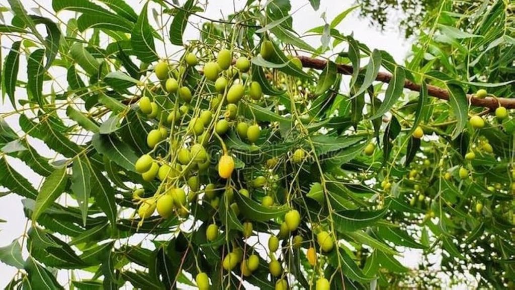 बरसात में संक्रमण से बचाव का प्राकृतिक उपाय: नीम