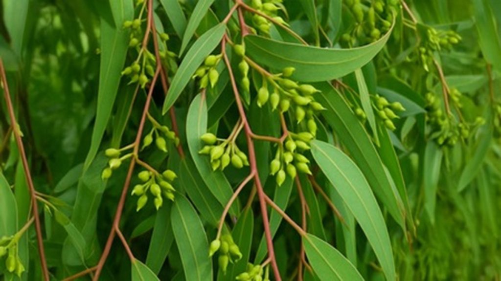 सर्दी, खांसी और दर्द में राहत देने वाला: नीलगिरी