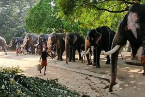 Odisha-Female-elephant-dies-near-Saharagoda-village-investigation-begins!