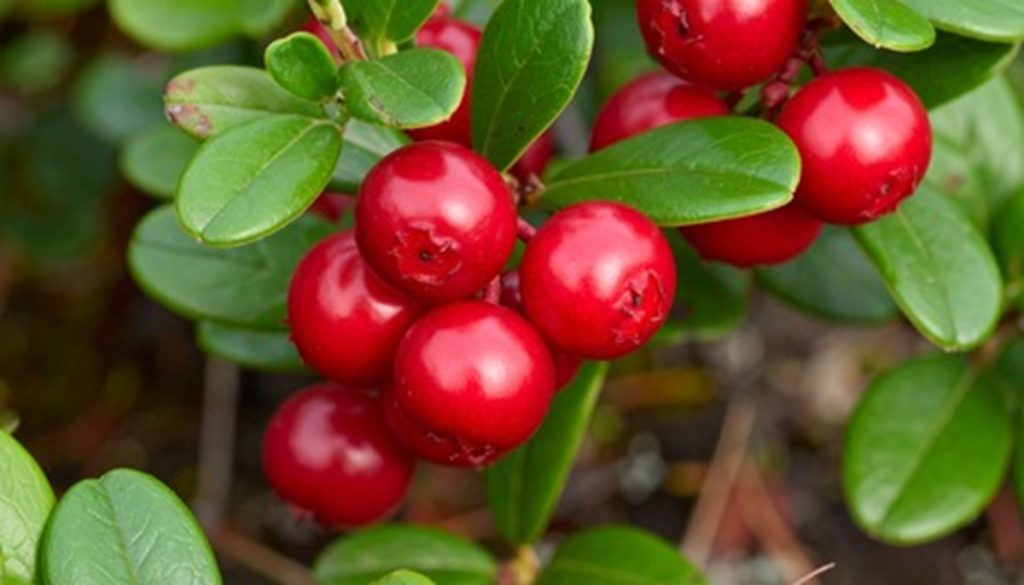 सफेदभाटी: भालुओं का प्रिय फलदार पौधा, औषधीय गुणों से भरपूर