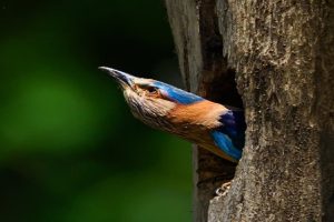 Sawan-Special-Neelkanth-bird-is-related-to-Mahadev-Darshan-gives-unbroken-fruits