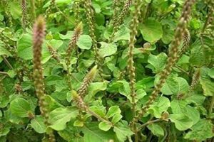 chirchita-medicinal-herb-benefits-ayurveda-uses-2025
