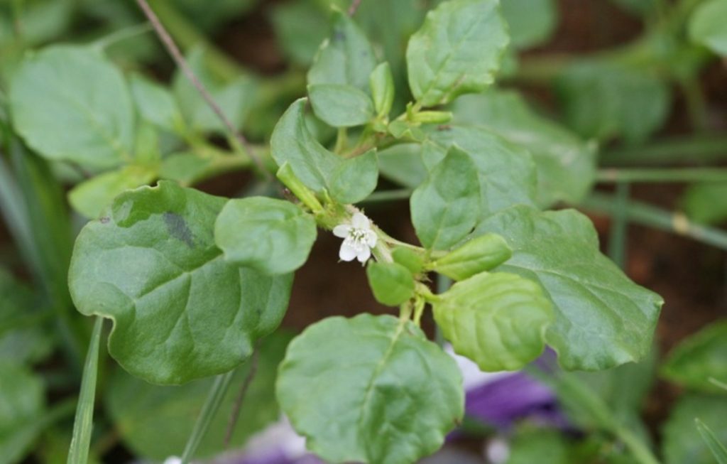 सदियों पुराना औषधीय वरदान, प्राकृतिक चमत्कार है ‘सांठी’!