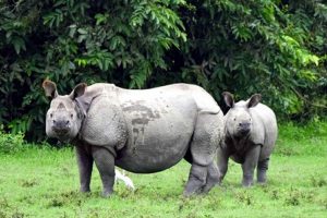 1972-Wildlife-Protection-Act-is-a-milestone-in-environmental-protection-of-India!