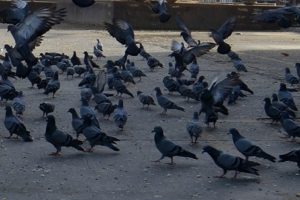 BMC-seeks-suggestions-from-citizens-on-controlled-feeding-in-pigeon-houses!
