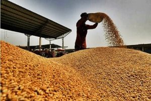 Central-government-reduced-wheat-stock-limit-to-control-prices!