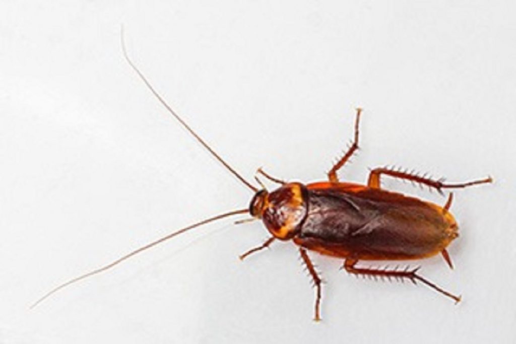 फूड पॉइजनिंग से टाइफाइड तक फैलाते तिलचट्टे, जानें बचाव उपाय!