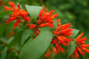 Dhataki-plant-is-a-treasure-of-Ayurveda-know-its-miraculous-benefits!