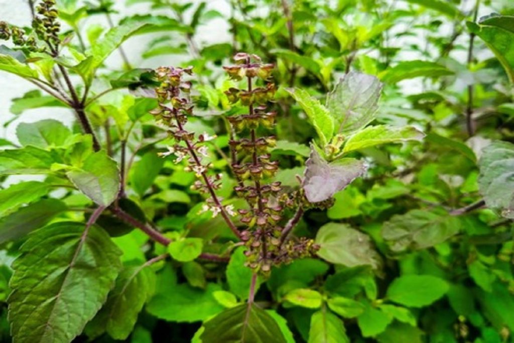 आयुर्वेद: हर तुलसी का अलग महत्व, जानें आपके घर में कौन सी है?