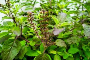 Every-Tulsi-has-different-importance-know-which-one-is-there-in-your-house!