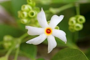 Harsingar-leaves-provide-relief-from-sciatica!