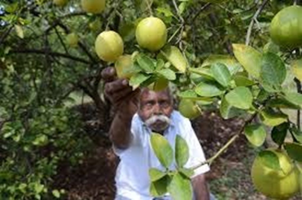 ओडिशा: अंगुल जिले के नींबू पहुंचे अमेरिका, किसानों की आय में कई गुना बढ़ोतरी!