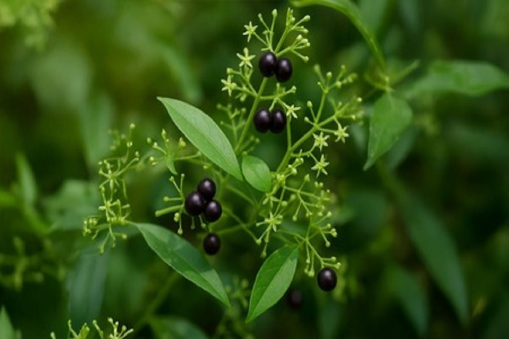 मंजिष्ठा: त्वचा को चमकदार और खून को साफ करती हैं, ये जड़ी-बूटी!