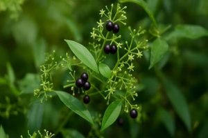 Manjistha-This-herb-brightens-the-skin-and-purifies-the-blood!