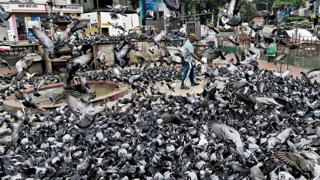 मुंबई: कोर्ट के आदेश के बावजूद जोगेश्वरी कबूतर खाना में खुलेआम कबूतरों को दाना डालना जारी!