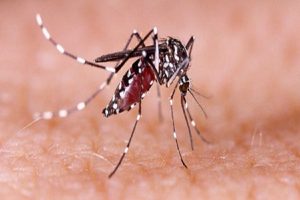 Noida-Dengue-havoc-after-rain-27-patients-found-positive-in-the-district-so-far!