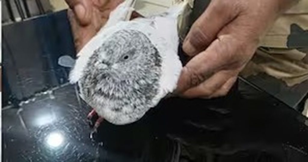 जम्मू-पाक सीमा पर कबूतर से धमकी भरा नोट बरामद, रेलवे स्टेशन पर अलर्ट!