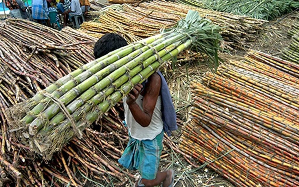 भारत का चीनी उत्पादन बढ़ेगा सालाना आधार पर 18 प्रतिशत