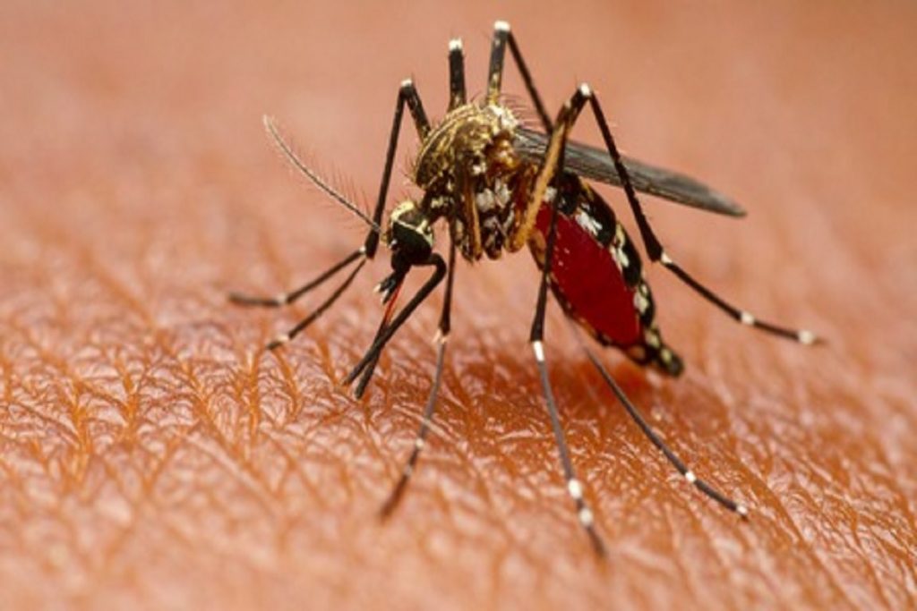 डेंगू से कमजोरी? ये 4 सुपरफूड्स देंगे तेजी से ताकत!