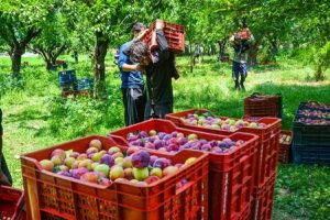 Agriculture-dairy-sector-will-get-huge-benefit-from-reduction-in-GST-rates!