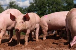 Animal-husbandry-industry-in-crisis-due-to-spread-of-African-swine-fever-in-Latvia!