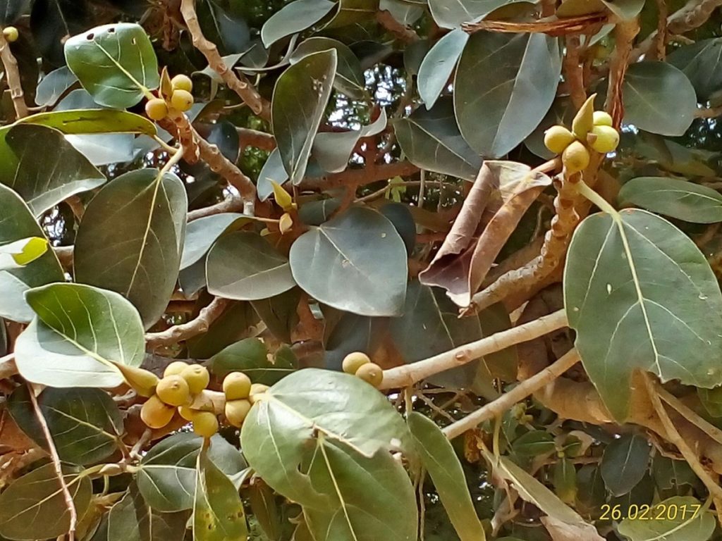 खाली पेट बरगद के पत्ते खाने से मिलते हैं चौंकाने वाले फायदे!