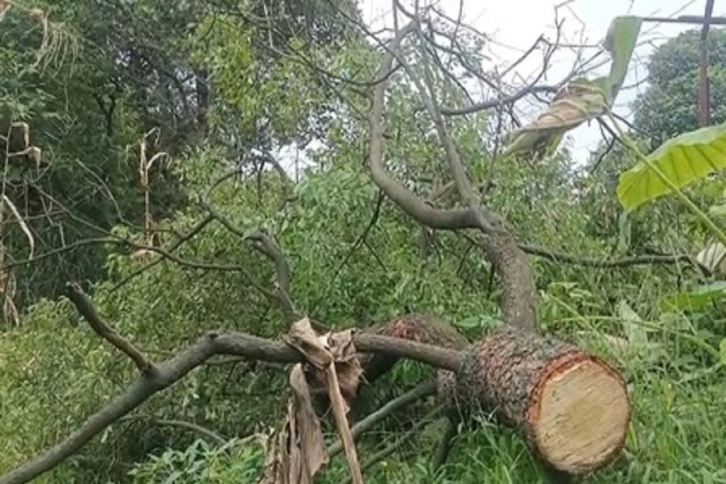 हमीरपुर में चंदन तस्कर बेखौफ, निजी जमीन से काट ले गए पेड़!