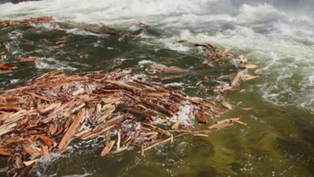 हिमालयी राज्यों में बाढ़ का कारण पेड़ों की अवैध कटाई, सुप्रीम कोर्ट ने लिया संज्ञान !