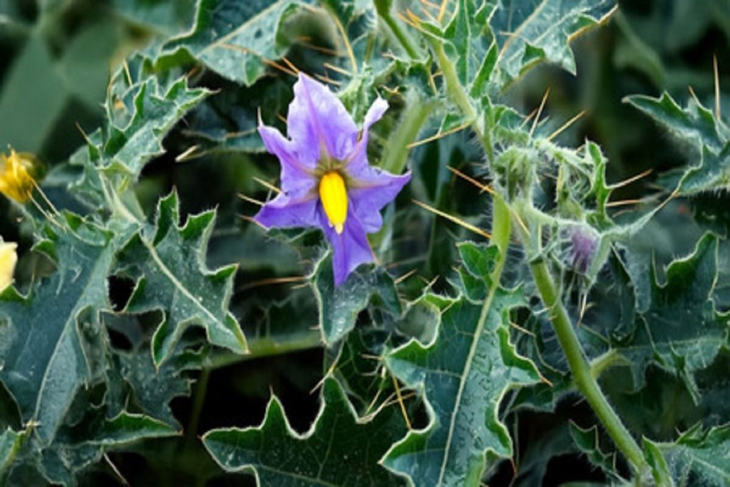 खांसी या दमा की समस्या से हैं परेशान, इस आयुर्वेदिक औषधि से मिलेगा आराम!