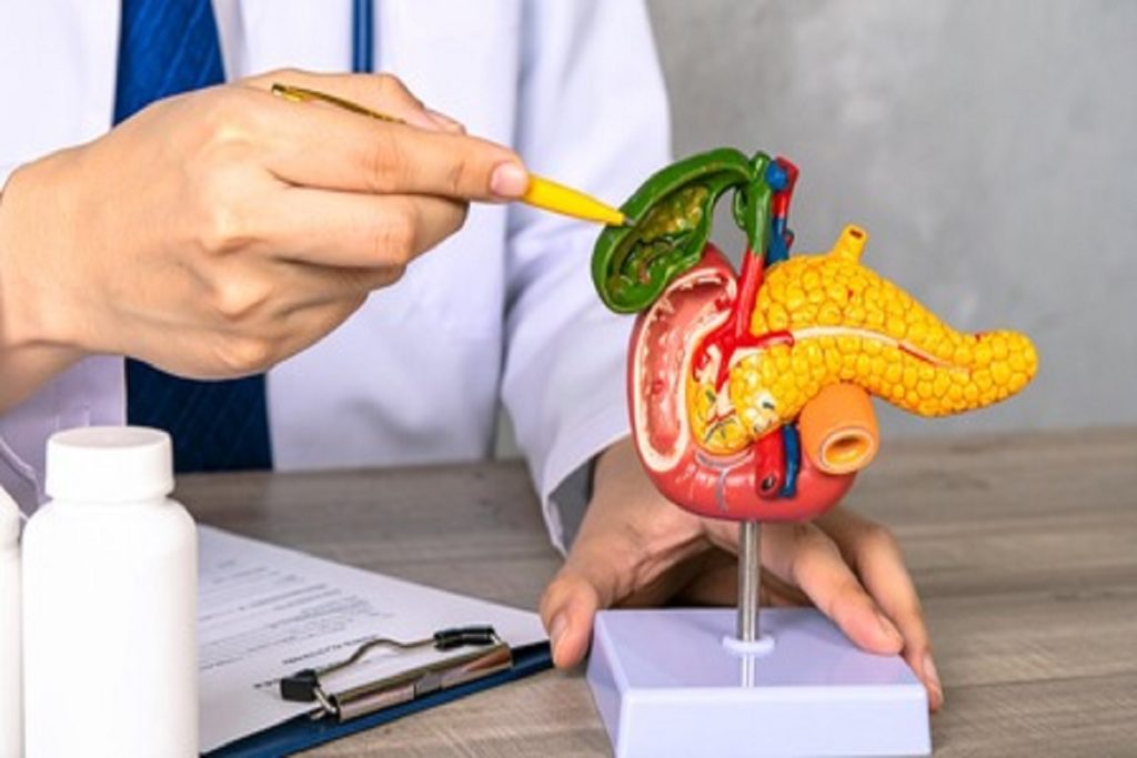 गॉल ब्लैडर: शरीर का अहम अंग, जो संभालता है पाचन की जिम्मेदारी!