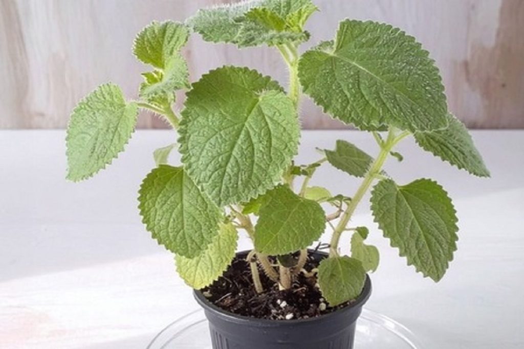 मैक्सिकन मिंट: हर उम्र के लिए फायदेमंद औषधीय पौधा!