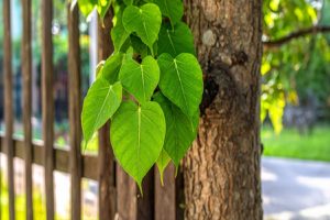 Peepal-The-divine-tree-of-the-earth-which-has-a-treasure-of-medicinal-properties-hidden-in-it!