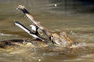 Tamil-Nadu-Crocodiles-in-villages-along-Kollidam-river-alert!